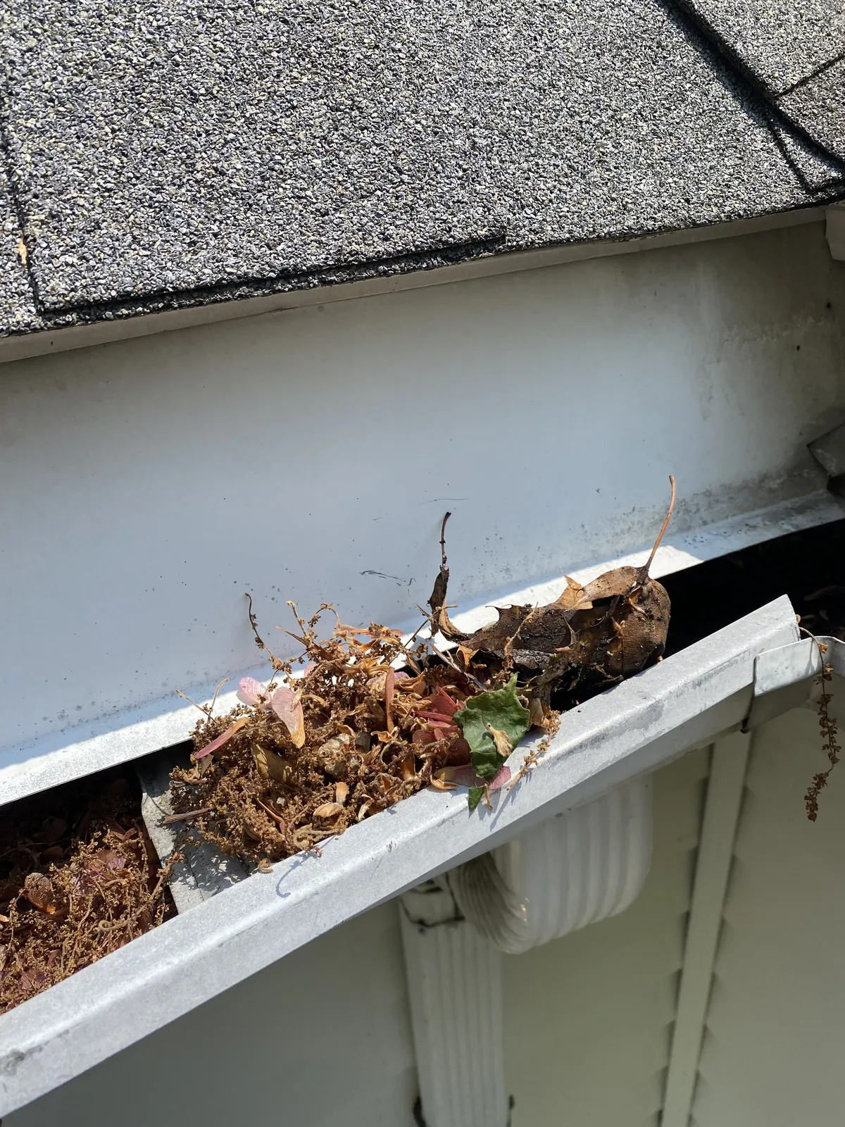 Clogged gutter packed with leaves and debris along a roof edge before cleaning